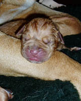 Yolene newborn