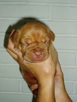Yolene 1 week