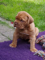 Yolene 4 weeks