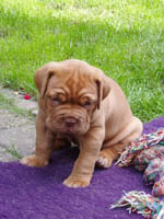 Yolene 4 weeks