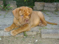 Yolene 8 weeks