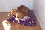 Zelma with roommate Doguehill's Allegro