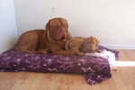 Zelma with roommate Doguehill's Allegro