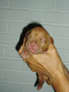 Zelma newborn