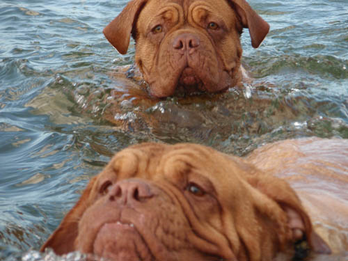 Dogue+de+bordeaux+cross+american+bulldog