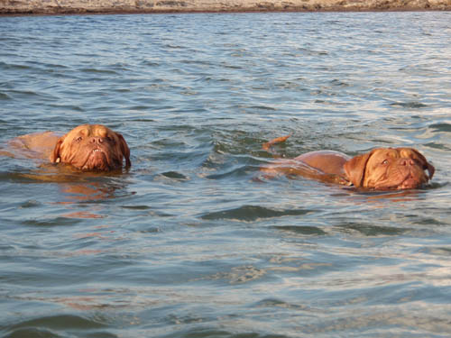 Medusa and Yolene at the beach